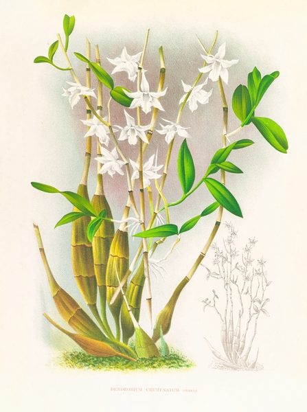 Dendrobium crumenatum Print
