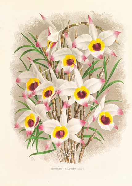 Dendrobium Falconeri Print