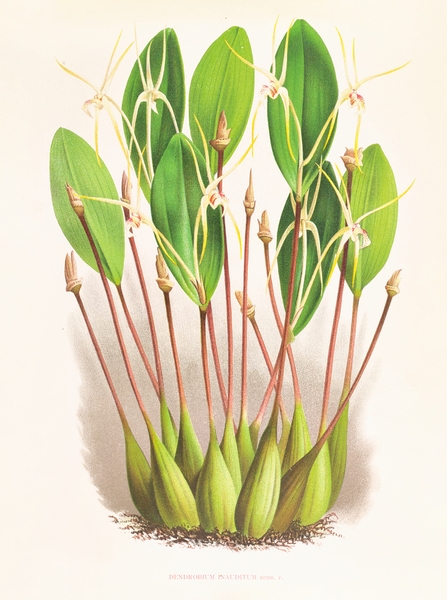 Dendrobium Inauditum Print