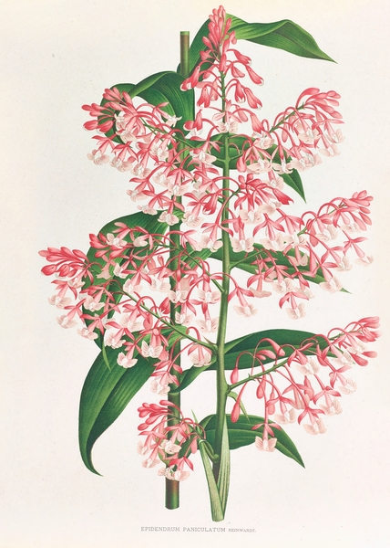 Epidendrum Paniculatum Print