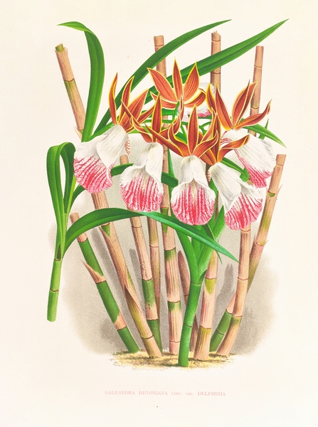 Galendra devoniana Print