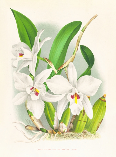 Laelia anceps var hyeana Print