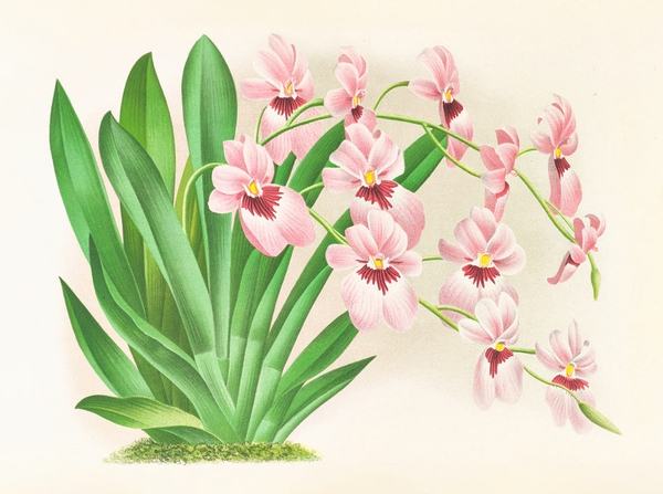 Miltonia vexillaria Print