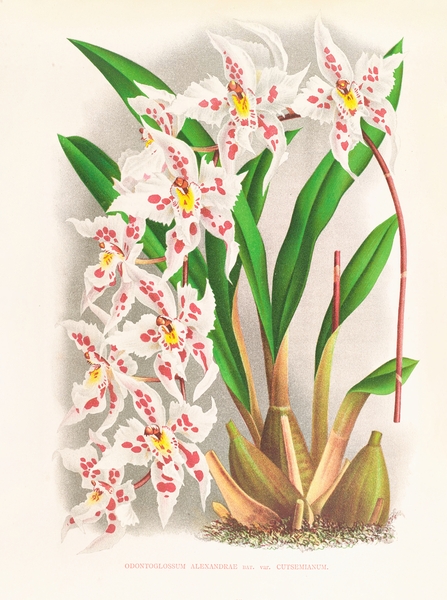 Odontoglossum alexandrae var cutsemianum Print
