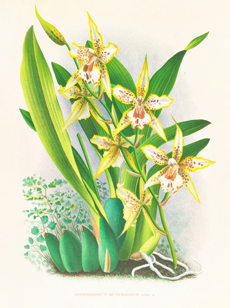 Odontoglossum duvivierianum Print