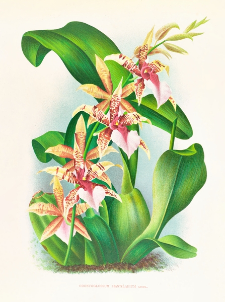 Odontoglossum Hastilabium Print