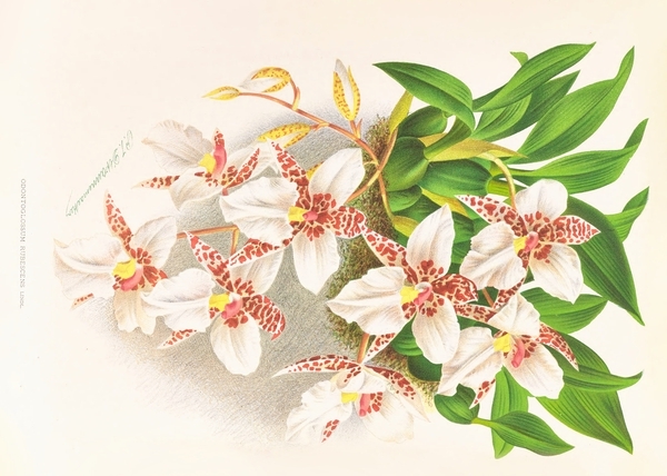 Odontoglossum rubescens Print