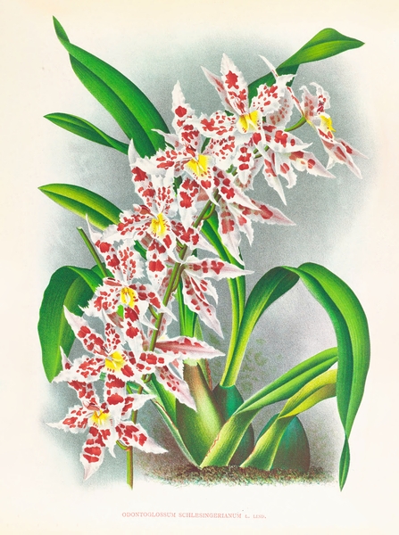 Odontoglossum schlesingerianum Print