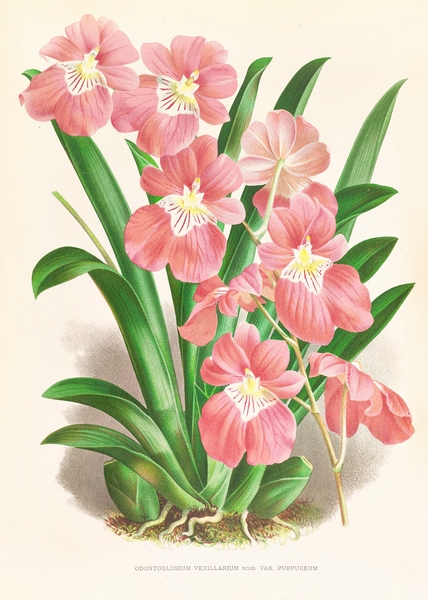 Odontoglossum Vexillarium Print
