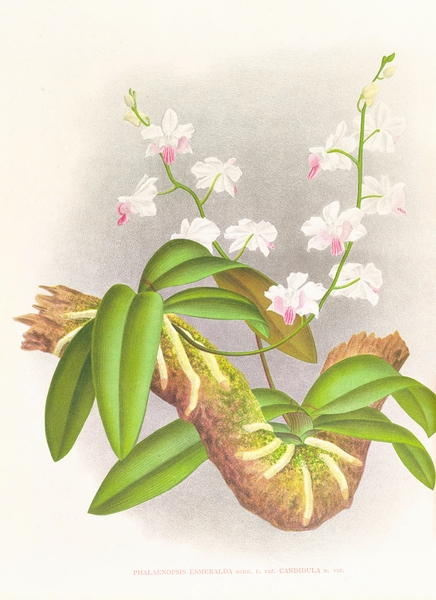 Phalaenopsis esmeralda var candidula Print