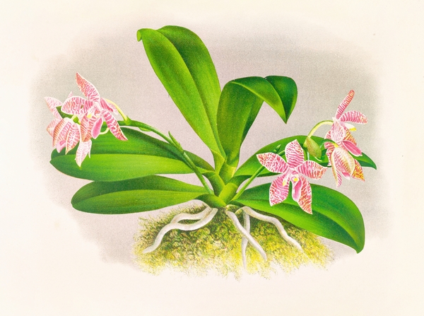 Phalaenopsis luddemanniana Print