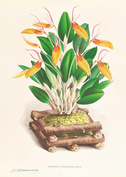 Restrepia antennifera Print