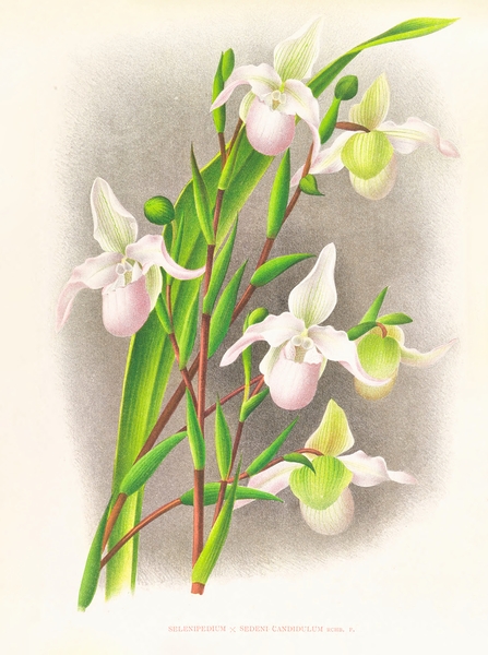 Selenipedium sedeni candidulum Print
