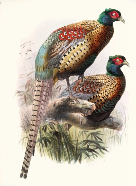Phasianus Deccollatus 1872 Print