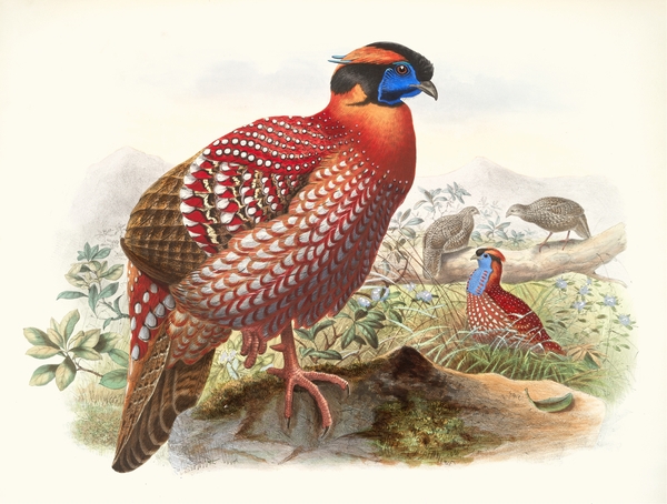 Ceriornis melanocephala. 1872 Print