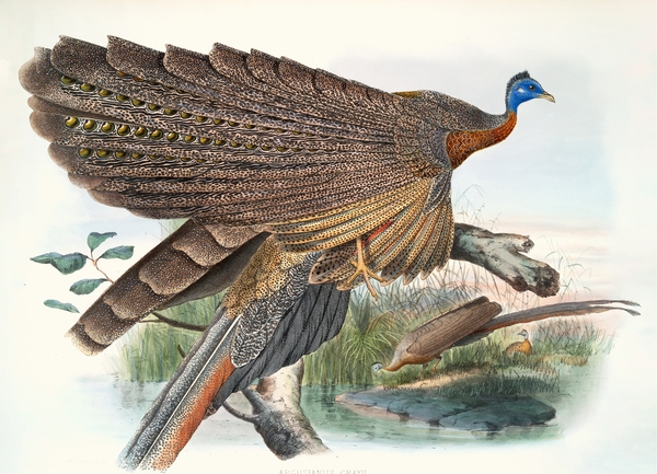 Daniel Giraud Elliot Birds   Wildlife