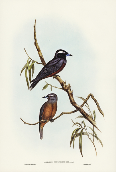 White-eyebrowed Wood Swallow Artamus supercilious illustrated by Elizabeth Gould 1804–1841 for John Gould’s 1804-1881 Birds of Australia  Print