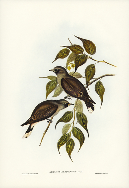 White-vented Wood Swallow Artamus albiventris illustrated by Elizabeth Gould 1804–1841 for John Gould’s 1804-1881 Birds of Australia  Print