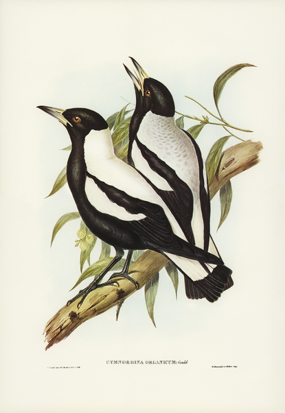 Tasmanian Crow-Shrike Gymnorhina organicum illustrated by Elizabeth Gould 1804–1841 for John Gould’s 1804-1881 Birds of Australia  Print