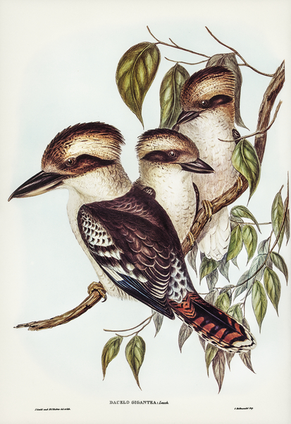 Great Brown Kingfisher Dacelo gigantic illustrated by Elizabeth Gould 1804–1841 for John Gould’s 1804-1881 Birds of Australia  Print