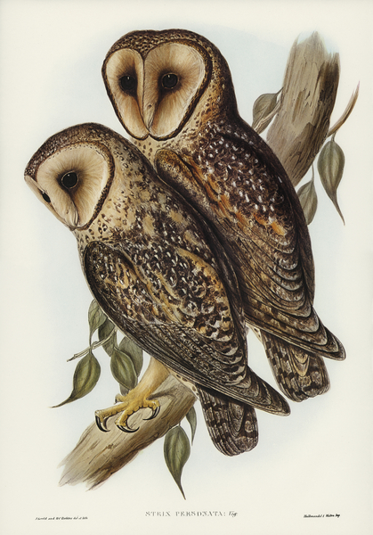 Masked Barn Owl Strix Personata Vig illustrated by Elizabeth Gould 1804–1841 for John Gould’s 1804-1881 Birds of Australia  Print