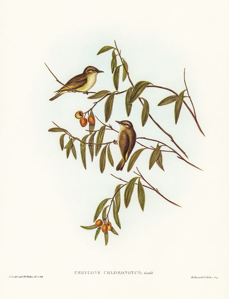 Green-backed Gerygone Gerygone chloronotus illustrated by Elizabeth Gould 1804–1841 for John Gould’s 1804-1881 Birds of Australia  Print