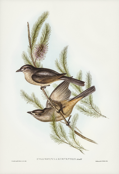 Buff-bellied shrike-thrush Colluricincla rufiventris illustrated by Elizabeth Gould 1804–1841 for John Gould’s 1804-1881 Birds of Australia  Print