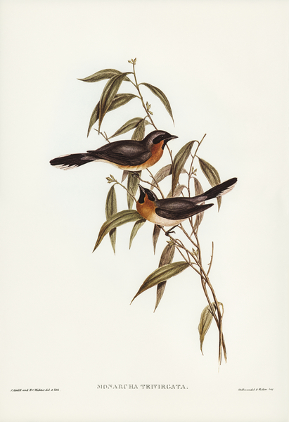 Black-fronted Flycatcher Monarcha trivirgata illustrated by Elizabeth Gould 1804–1841 for John Gould’s 1804-1881 Birds of Australia  Print