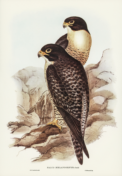 Black-cheeked Falcon Falco melanogenys illustrated by Elizabeth Gould 1804–1841 for John Gould’s 1804-1881 Birds of Australia  Print