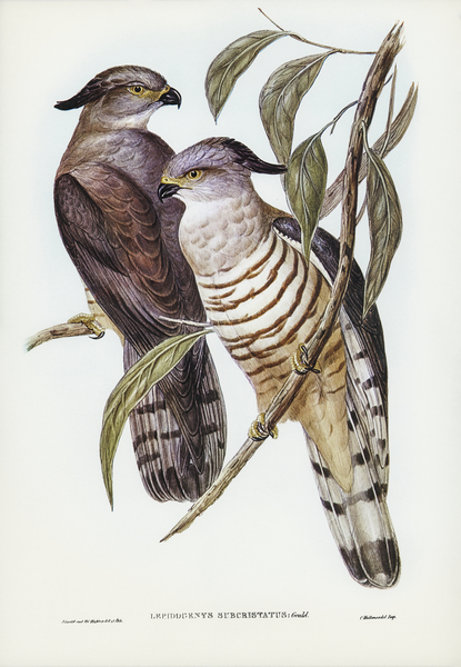 Crested Hawk Lepidogenys subcristatus illustrated by Elizabeth Gould 1804–1841 for John Gould’s 1804-1881 Birds of Australia  Print