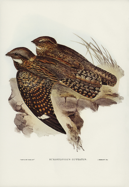 Spotted Goat-sucker Eurostopodus guttatus illustrated by Elizabeth Gould 1804–1841 for John Gould’s 1804-1881 Birds of Australia  Print