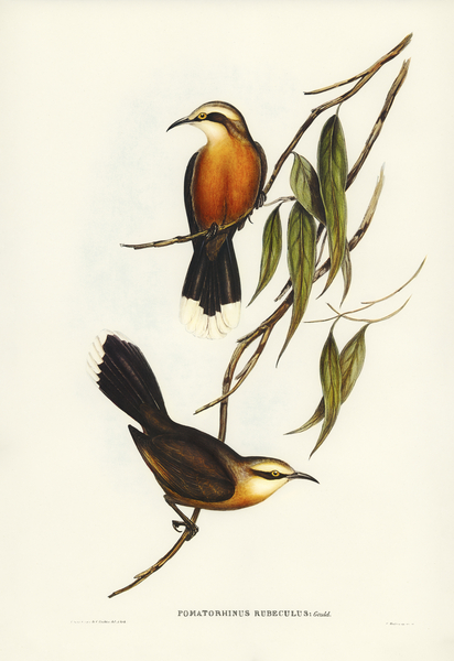 Red-breasted Pomatorhinus Pomatorhinus rubeculus illustrated by Elizabeth Gould 1804–1841 for John Gould’s 1804-1881 Birds of Australia  Print