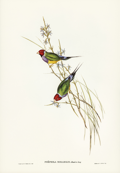 Beautiful Grass Finch Poephila mirabilis Homb&Jacq illustrated by Elizabeth Gould 1804–1841 for John Gould’s 1804-1881 Birds of Australia  Print