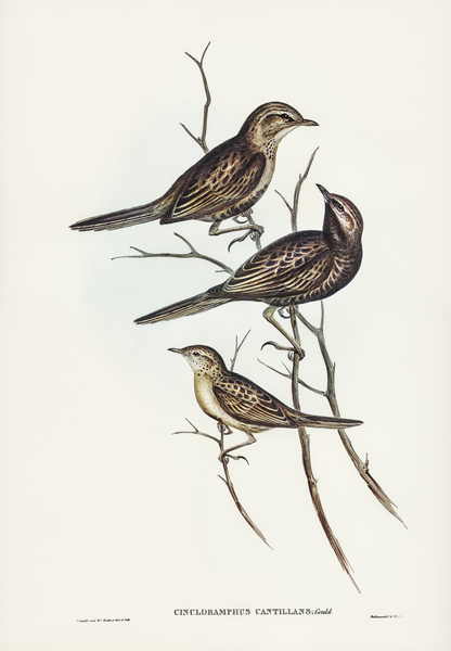 Black-breasted Songlark Cincloramphus cantillans illustrated by Elizabeth Gould 1804–1841 for John Gould’s 1804-1881 Birds of Australia  Print