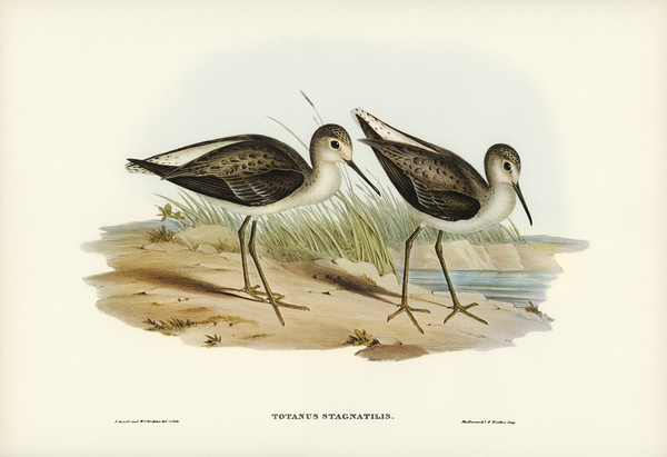 Marsh Sandpiper Totanus stagnatilis illustrated by Elizabeth Gould 1804–1841 for John Gould’s 1804-1881 Birds of Australia  Print