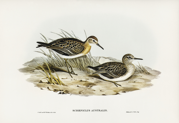 Australian Tringa Schoeniclus Australis illustrated by Elizabeth Gould 1804–1841 for John Gould’s 1804-1881 Birds of Australia  Print