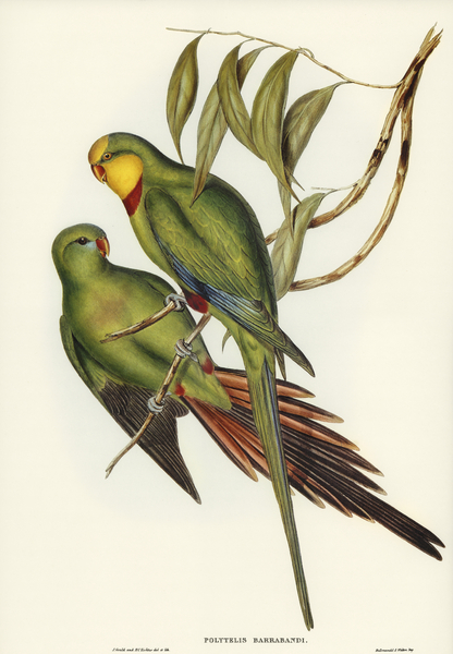 Black-tailed Parakeet Polytelis melanura illustrated by Elizabeth Gould 1804–1841 for John Gould’s 1804-1881 Birds of Australia  Print