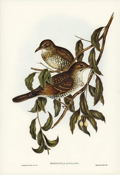 Moutain Thrush Oreocincla lunulata illustrated by Elizabeth Gould 1804–1841 for John Gould’s 1804-1881 Birds of Australia  Print