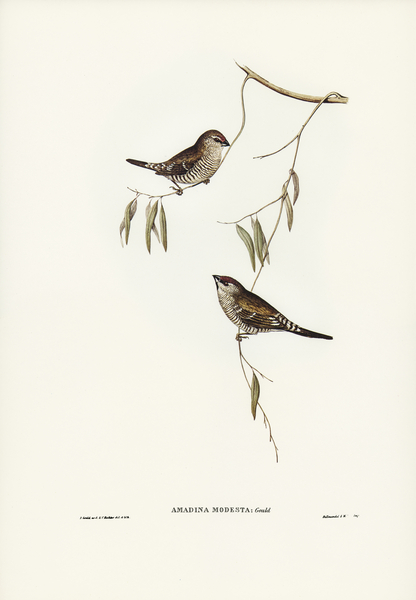 Plain-coloured Finch Amadina modesta illustrated by Elizabeth Gould 1804–1841 for John Gould’s 1804-1881 Birds of Australia  Print