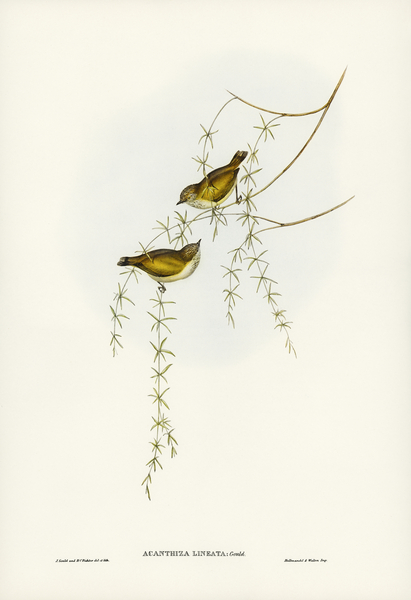 Australian Sphecotheres Sphecotheres Australis illustrated by Elizabeth Gould 1804–1841 for John Gould’s 1804-1881 Birds of Australia  Print
