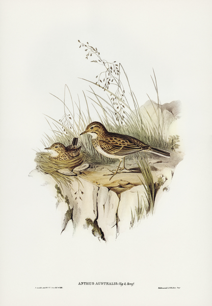 Australian Pipit Anthus Australis illustrated by Elizabeth Gould 1804–1841 for John Gould’s 1804-1881 Birds of Australia  Print