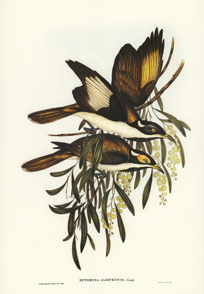 White-pinioned Honey-eater Entomyza albipennis illustrated by Elizabeth Gould 1804–1841 for John Gould’s 1804-1881 Birds of Australia  Print