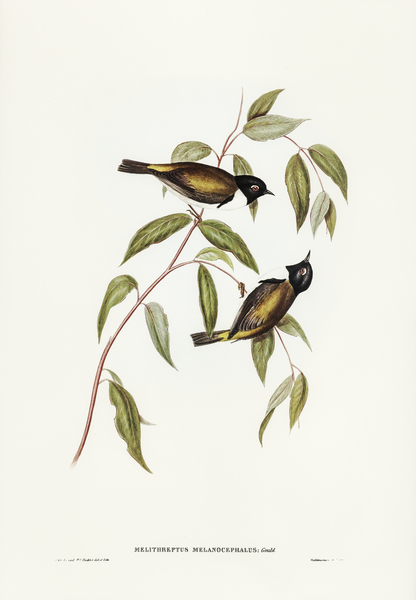 Black-headed Honey-eater Melthreptus melanocephalus illustrated by Elizabeth Gould 1804–1841 for John Gould’s 1804-1881 Birds of Australia  Print