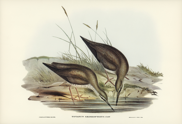 Grey-rumped Sandpaper Totanus griseopygius illustrated by Elizabeth Gould 1804–1841 for John Gould’s 1804-1881 Birds of Australia  Print
