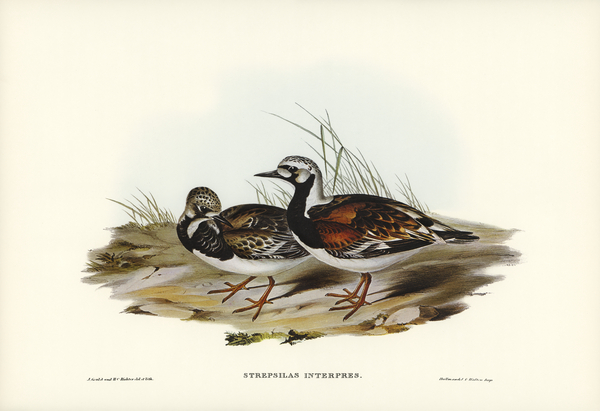 Turnstone Strepsilas Interpres illustrated by Elizabeth Gould 1804–1841 for John Gould’s 1804-1881 Birds of Australia  Print