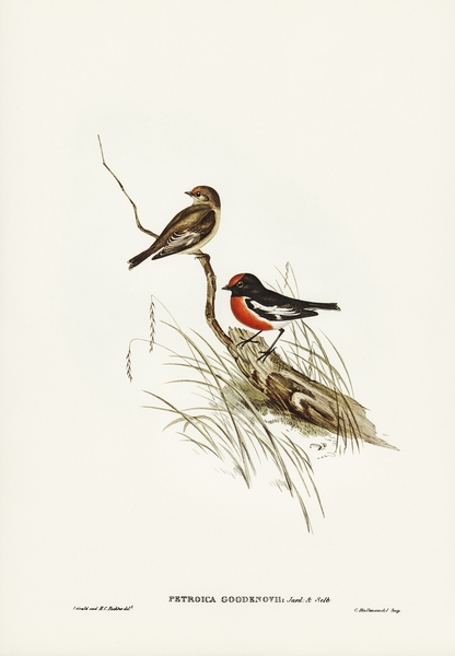 Red-capped Robin Petroica Goodenovii illustrated by Elizabeth Gould 1804–1841 for John Gould’s 1804-1881 Birds of Australia  Print