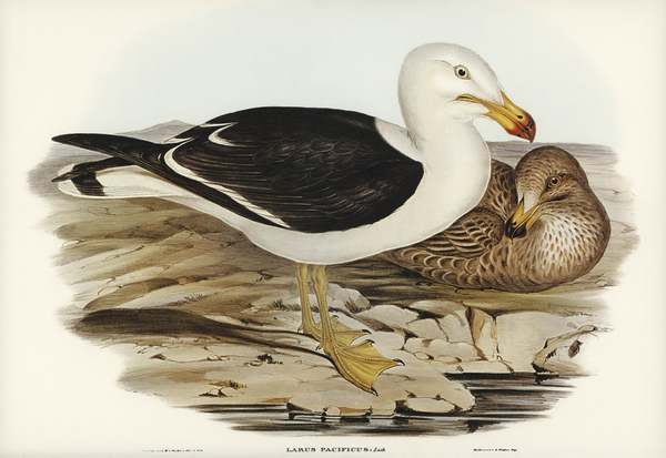Pacific Gull Larus Pacificus illustrated by Elizabeth Gould 1804–1841 for John Gould’s 1804-1881 Birds of Australia  Print