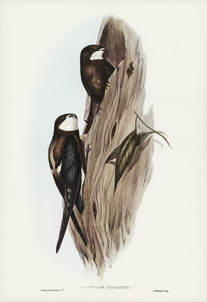 Australian Spine-tailed Swallow Acanthylis caudacuta illustrated by Elizabeth Gould 1804–1841 for John Gould’s 1804-1881 Birds of Australia  Print