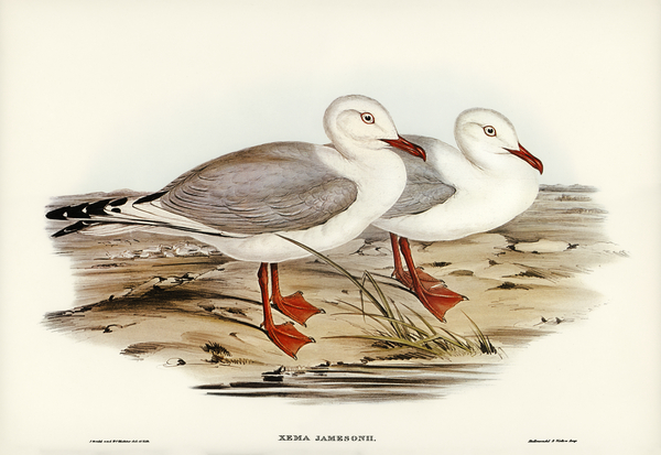 Jamesons Gull Xema Jamesonii illustrated by Elizabeth Gould 1804–1841 for John Gould’s 1804-1881 Birds of Australia  Print
