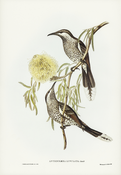 Lunulated Wattle Bird Anthochaera lunulata illustrated by Elizabeth Gould 1804–1841 for John Gould’s 1804-1881 Birds of Australia  Print